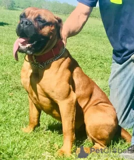 Dodatkowe zdjęcia: Wspaniałe szczenięta rasy Bullmastiff już gotowe do odbioru