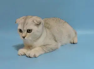 Zdjęcie №2 do zapowiedźy № 3505 na sprzedaż  scottish fold - wkupić się Ukraina hodowca