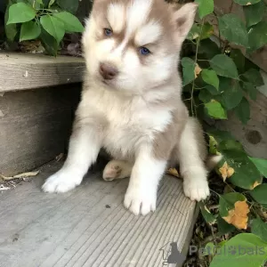 Zdjęcie №3. Reinrasige Siverian Husky-Welpen zu verkaufen. Niemcy