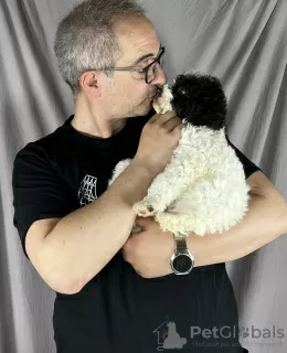 Dodatkowe zdjęcia: Lagotto Romagnolo PIĘKNE szczenięta