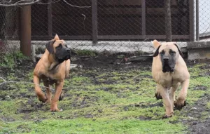 Zdjęcie №1. boerboel - na sprzedaż w Krasnodar | 1828zł | Zapowiedź №5645