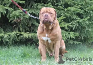 Dodatkowe zdjęcia: Szczenięta Dogue de Bordeaux