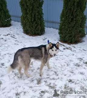 Dodatkowe zdjęcia: Sprzedam szczenięta Siberian Husky