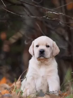 Dodatkowe zdjęcia: Labrador z hodowli PandaBand