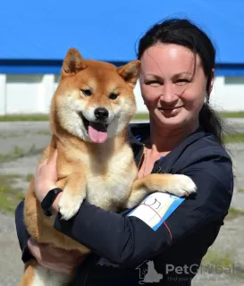 Dodatkowe zdjęcia: Szczeniak rasy Shiba Inu z hodowli KUMIKO YOSHI