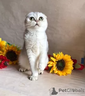 Zdjęcie №3. Sprzedam kocięta Scottish Fold. Federacja Rosyjska