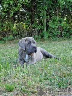 Zdjęcie №1. cane corso - na sprzedaż w Michów | 4186zł | Zapowiedź №106781