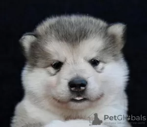 Dodatkowe zdjęcia: Szczenięta Alaskan Malamute