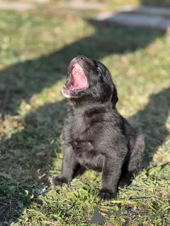 Dodatkowe zdjęcia: Szczenięta labradora (rasa mieszana)