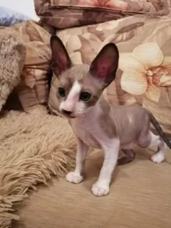 Zdjęcie №1. kot cornish rex - na sprzedaż w Czeboksary | 1068zł | Zapowiedź № 5985