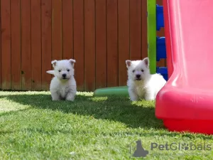 Zdjęcie №1. west highland white terrier - na sprzedaż w Wilno | 1465zł | Zapowiedź №36074