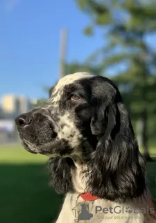 Zdjęcie №1. springer spaniel angielski - na sprzedaż w Petersburg | negocjowane | Zapowiedź №18772