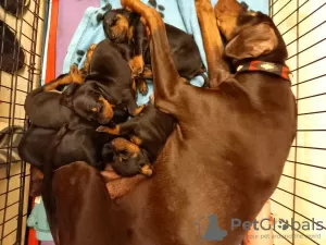 Dodatkowe zdjęcia: 5 Kc Reg Black & Tan Dobermanns