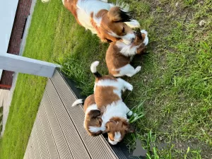 Zdjęcie №3. Nederlandse Kooikerhondje. Polska