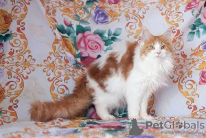 Zdjęcie №1. maine coon - na sprzedaż w Ryazan | 1251zł | Zapowiedź № 7062