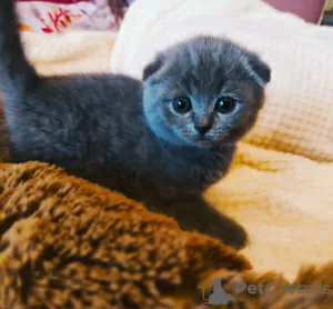 Zdjęcie №1. scottish fold - na sprzedaż w Шатура | 751zł | Zapowiedź № 10639