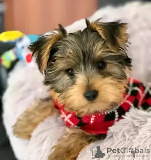 Zdjęcie №1. yorkshire terrier biewer - na sprzedaż w Florida | 1585zł | Zapowiedź №127301