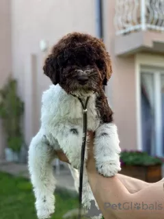 Zdjęcie №4. Sprzedam lagotto romagnolo w Kragujevac.  - cena - negocjowane