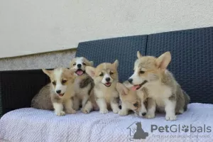 Dodatkowe zdjęcia: Szczenięta Welsh Corgi Pembroke