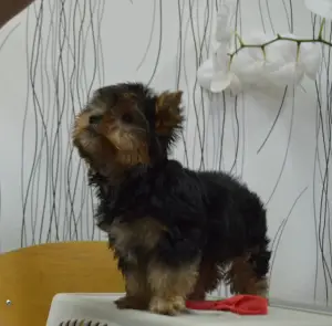 Dodatkowe zdjęcia: Szczenię Yorkshire terrier na sprzedaż