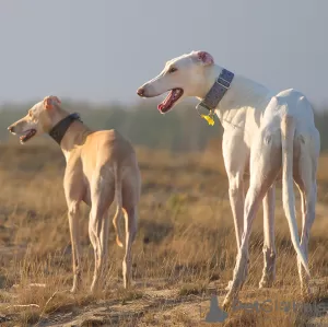 Zdjęcie №4. Sprzedam greyhound w Birmingham. prywatne ogłoszenie, hodowca - cena - 7953zł