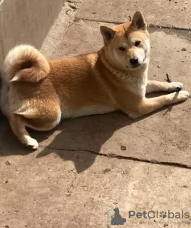 Dodatkowe zdjęcia: Shiba inu szczenięta