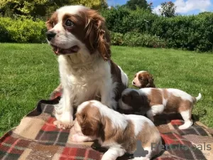 Zdjęcie №1. cavalier king charles spaniel - na sprzedaż w Berlin | Bezpłatny | Zapowiedź №23733