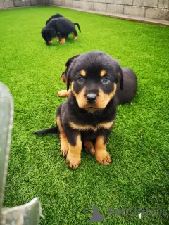 Zdjęcie №1. rottweiler - na sprzedaż w Gornja Radgona | 1536zł | Zapowiedź №13747