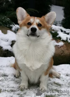 Dodatkowe zdjęcia: Welsh corgi szczenięta