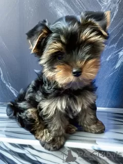 Zdjęcie №4. Sprzedam yorkshire terrier w Petersburg. hodowca - cena - negocjowane