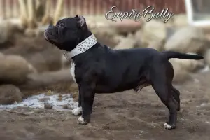 Zdjęcie №1. american bully - na sprzedaż w Mińsk | Negocjowane | Zapowiedź №1498