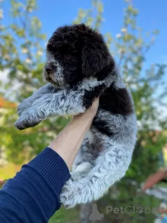 Zdjęcie №1. lagotto romagnolo - na sprzedaż w Kragujevac | negocjowane | Zapowiedź №111675