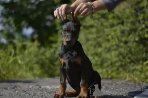 Dodatkowe zdjęcia: Szczenięta Dobermana z uroczej pary