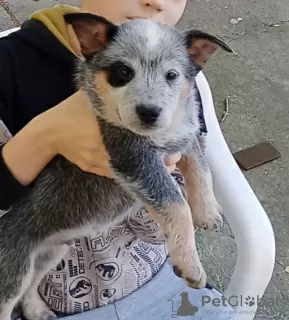 Dodatkowe zdjęcia: Szczenięta Australian Cattle Dog