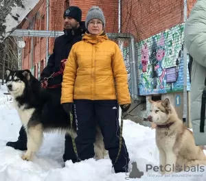 Zdjęcie №4. Sprzedam husky syberyjski w Иваново. prywatne ogłoszenie - cena - negocjowane