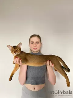 Dodatkowe zdjęcia: Abyssinian Cat Vyatka Moskwa