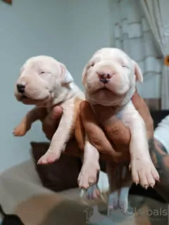 Dodatkowe zdjęcia: Dogo Argentino, szczenięta