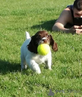 Zdjęcie №1. springer spaniel angielski - na sprzedaż w Sint Anthonis | 1531zł | Zapowiedź №129505