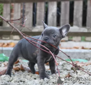 Zdjęcie №1. buldog francuski - na sprzedaż w Брисбен | Bezpłatny | Zapowiedź №105440