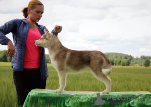 Dodatkowe zdjęcia: Oferowany na sprzedaż męski husky syberyjski