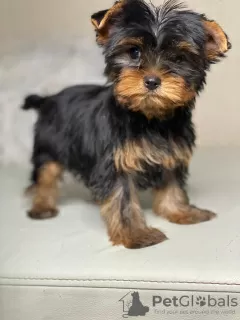 Zdjęcie №1. yorkshire terrier - na sprzedaż w Mińsk | 2721zł | Zapowiedź №36627