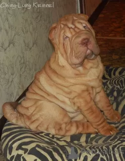 Zdjęcie №1. shar pei - na sprzedaż w Twer | 1242zł | Zapowiedź №8364