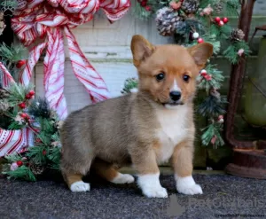 Zdjęcie №4. Sprzedam welsh corgi w Lindos.  - cena - 2260zł