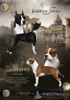 Dodatkowe zdjęcia: Amerykański staffordshire terrier