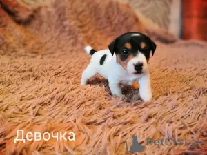 Zdjęcie №2 do zapowiedźy № 9591 na sprzedaż  jack russell terrier - wkupić się Federacja Rosyjska prywatne ogłoszenie