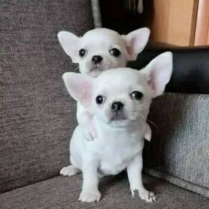 Dodatkowe zdjęcia: Chihuahua do adopcji