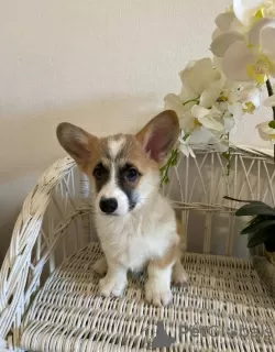 Dodatkowe zdjęcia: Welpen von Corgi