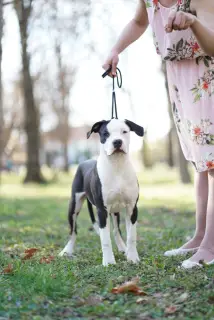 Zdjęcie №3. Dostępne szczenięta rasy American Staffordshire Terrier. Serbia