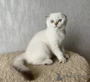 Zdjęcie №4. Sprzedam scottish fold w Кириши. hodowca - cena - 1252zł