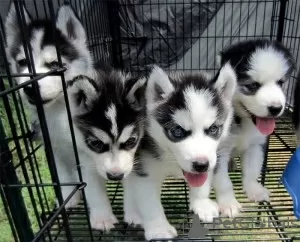 Zdjęcie №3. Akc Szczeniaki czystej rasy Siberian Husky. Finlandia